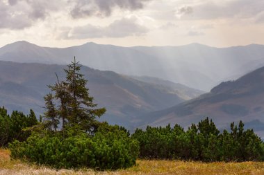 Karpatya dağlarında güzel doğal manzaralar