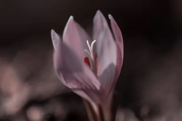 Flower Crocus Spring Season — Stock Photo, Image