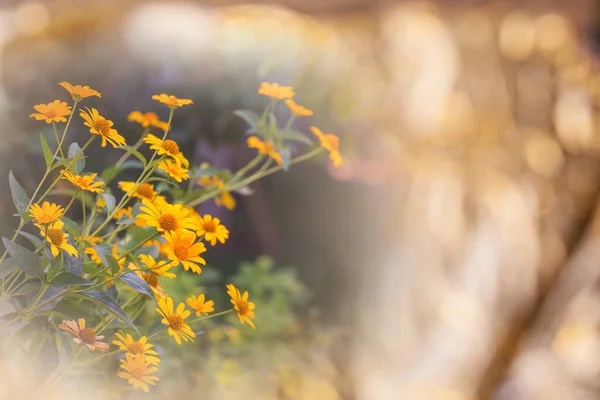 Niesamowity Kolorowy Kwiat Ogrodzie Letnim — Zdjęcie stockowe