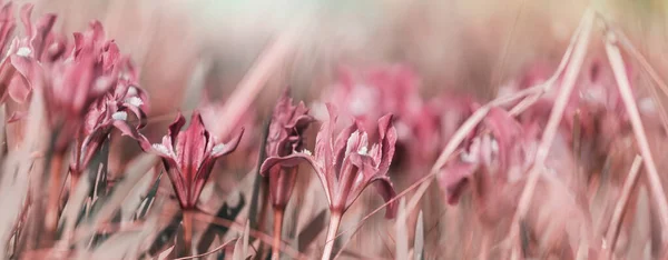 Close Shot Beautiful Flowers Suitable Floral Background — Stock Photo, Image