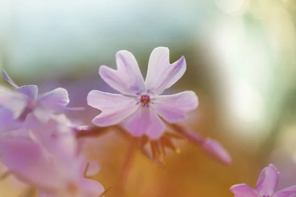 夏の庭で素晴らしいカラフルな花 — ストック写真