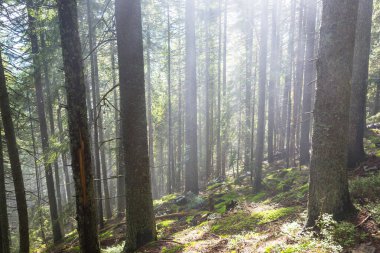 Yeşil ormanda güneşli bir günde ışıldar