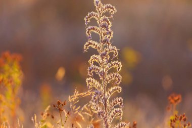 Çiçek çayırında güneşli bir gün. Güzel doğal arkaplan.