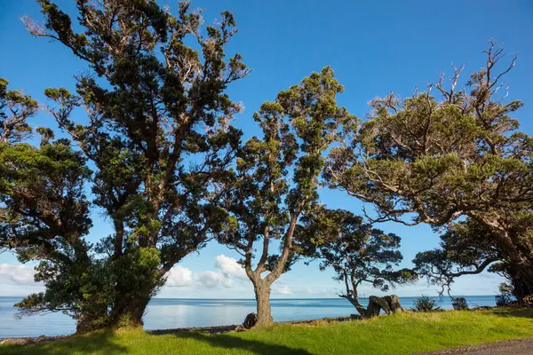 Ocean Shore Large Trees New Zealand — Φωτογραφία Αρχείου