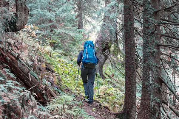 Homem Caminhando Baía Trilha Floresta Natureza Lazer Caminhada Viajar Livre — Fotografia de Stock