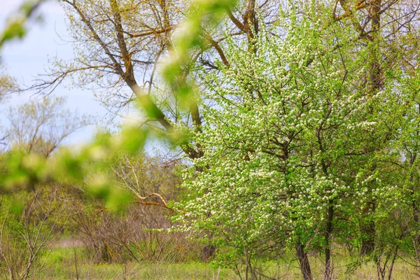 Blossoming Tree Spring Garden Beautiful Spring Natural Background — Stock Photo, Image