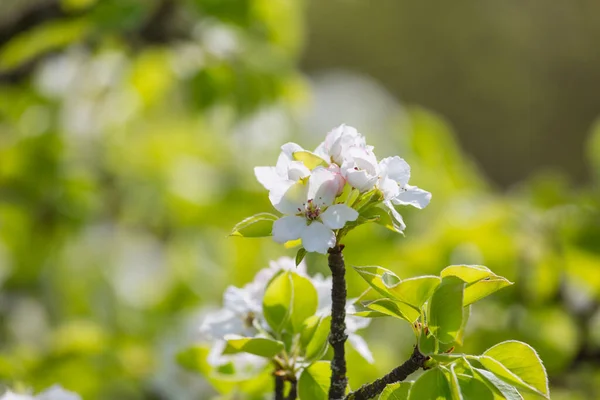 Árvore Florescente Jardim Primavera Bela Primavera Fundo Natural — Fotografia de Stock