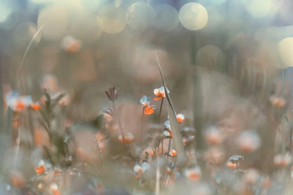 Schöne Wildblumen Auf Einer Grünen Wiese Sommer Natürlicher Hintergrund — Stockfoto