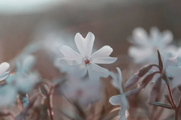 Yaz Mevsiminde Yeşil Bir Çayırdaki Güzel Kır Çiçekleri Doğal Arkaplan — Stok fotoğraf