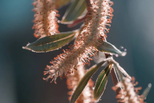 Willow Earring Spring Season — Stock Photo, Image