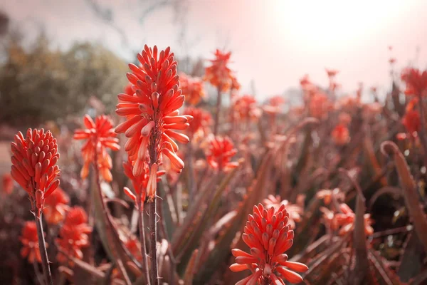 Aloe Vera Kwiaty Kwitną Brzegu Jeziora Nowa Zelandia — Zdjęcie stockowe