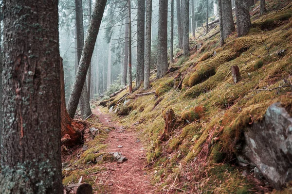 Bodem Uitzicht Hoge Bomen Het Voorjaar Bos — Stockfoto