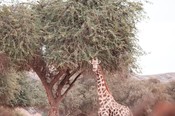 纳米比亚非洲丛林中的野生长颈鹿 — 图库照片