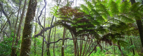 Bella Giungla Tropicale Verde Sfondo Naturale — Foto Stock