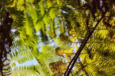 eğreltiotu yaprakları sonbahar çayırlarında