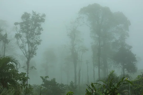 Silhueta Floresta Tropical Coberta Nevoeiro Matinal — Fotografia de Stock