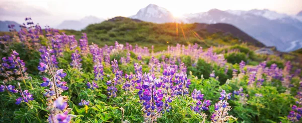 Mountain Meadow Sunny Day Natural Summer Landscape — Stock Photo, Image