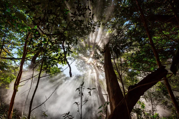 Napsugarak Erdőben Naplementekor — Stock Fotó