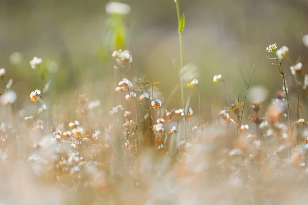 Krásné Divoké Květiny Zelené Louce Letní Sezóně Přírodní Pozadí — Stock fotografie