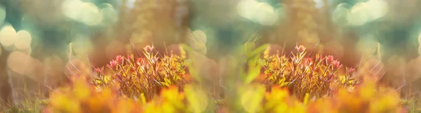 Krásné Divoké Květiny Zelené Louce Letní Sezóně Přírodní Pozadí — Stock fotografie