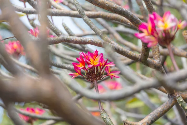 Tropické Květiny Plumeria Havajské Zahradě — Stock fotografie