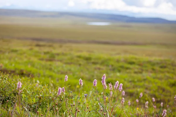 Belles Fleurs Sauvages Sur Une Prairie Verte Saison Estivale Contexte — Photo