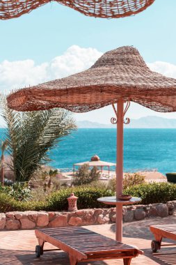 Deniz kıyısındaki şempanzeler