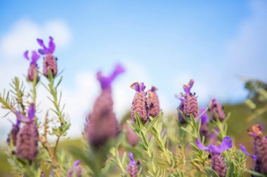 Yaz mevsiminde yeşil bir çayırdaki güzel kır çiçekleri. Doğal arkaplan.