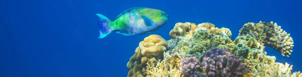 Living Coral reef in Red Sea, Egypt. Natural unusual background.