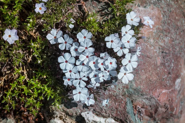 Primer Plano Las Hermosas Flores Adecuado Para Fondo Floral — Foto de Stock