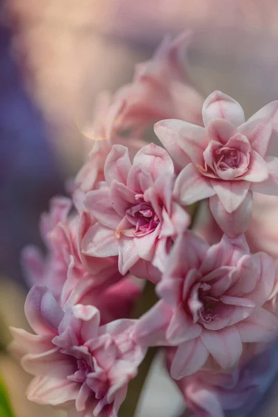 Fioritura Fiore Hyachint Nella Stagione Primaverile — Foto Stock