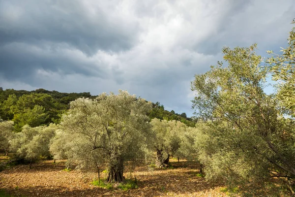 Olive Trees Turkey Mountains — Stock Photo, Image