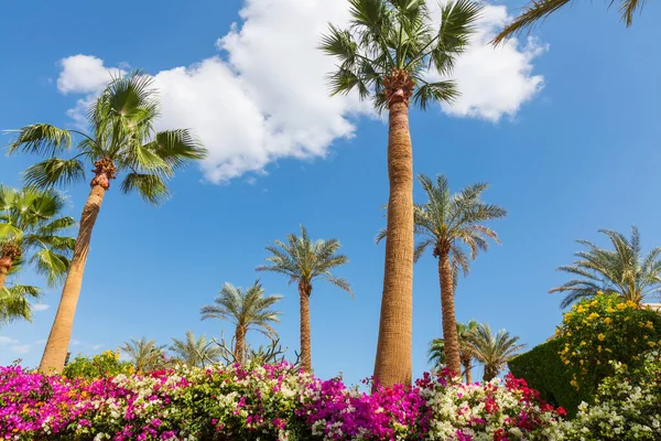 Palmiers Verts Sur Plage Tropicale — Photo