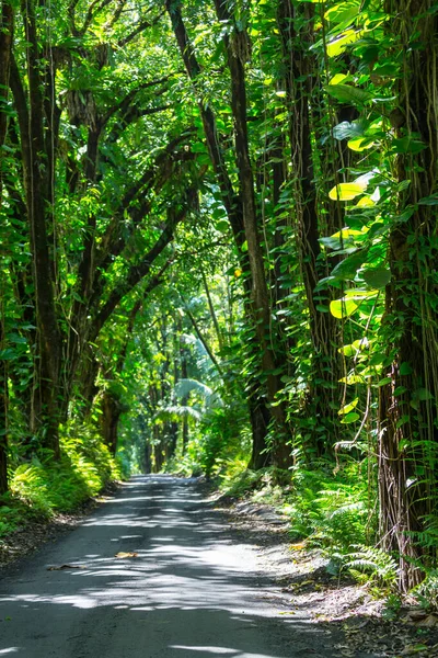 Estrada Selva Remota Nova Zelândia — Fotografia de Stock