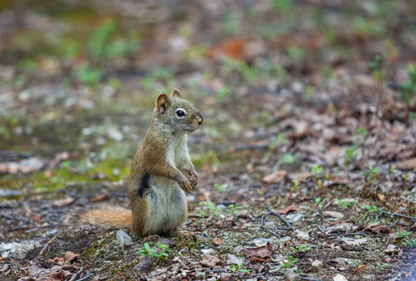 Ardilla Salvaje Bosque Cerca — Foto de Stock