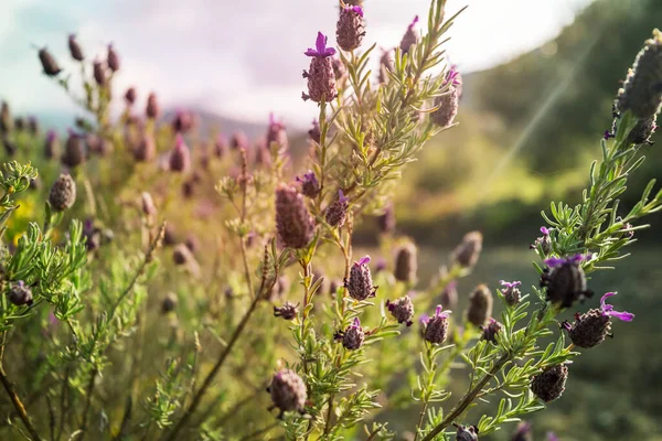 Schöne Wildblumen Auf Einer Grünen Wiese Sommer Natürlicher Hintergrund — Stockfoto