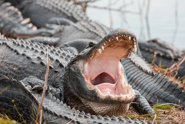 Amerikanischer Alligator Schwimmt Everglades Mit Buntem Spiegelbild Wasser Wilder Naturpark — Stockfoto