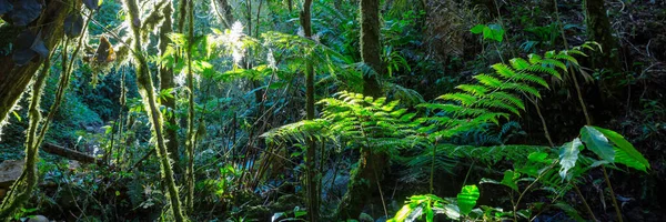 Όμορφη Πράσινη Τροπική Ζούγκλα Για Φυσικό Υπόβαθρο — Φωτογραφία Αρχείου