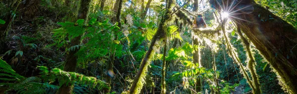自然の背景のための美しい緑の熱帯ジャングル — ストック写真