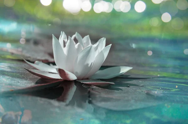 White Lilly Green Summer Pond — Stock Photo, Image