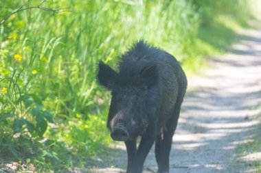 Bir yaban domuzu orman yolunda yürüyor.