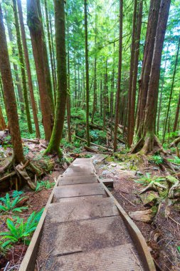 Ormanda tahta kaldırım.