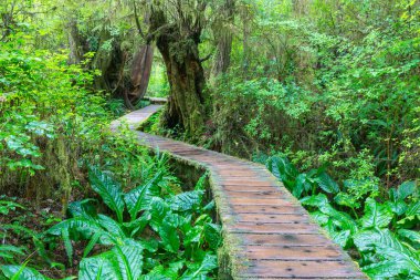 Ormanda tahta kaldırım.