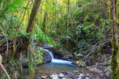 Yağmur ormanlarında akan güzel dere suyu. Kosta Rika, Orta Amerika