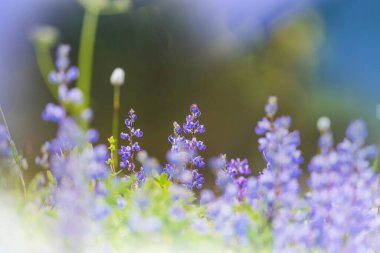 Güzel çiçeklerin yakın çekimi. Çiçek arkaplanı için uygun.