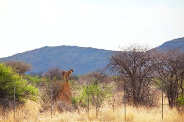 Afrika savanındaki çita, Namibya