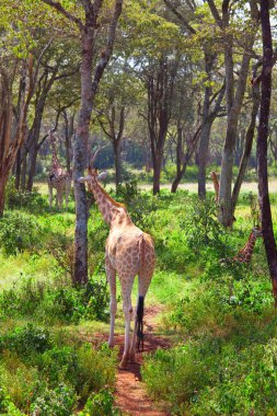 Afrika çalılıklarında vahşi zürafa, Namibya