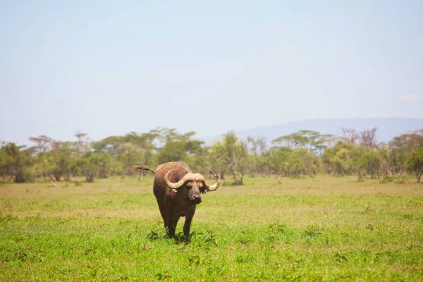Scène Animalière Afrique Nature Buffle Africain Dans Prairie Verte — Photo