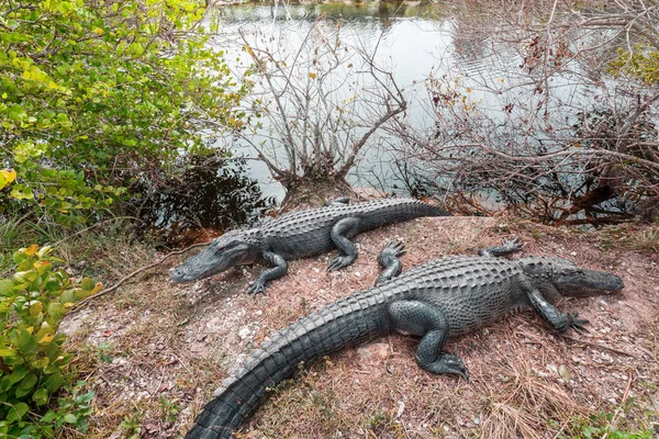 Amerikansk Alligatorsvømming Everglades Med Fargerik Refleksjon Vannvill Nasjonalpark – stockfoto