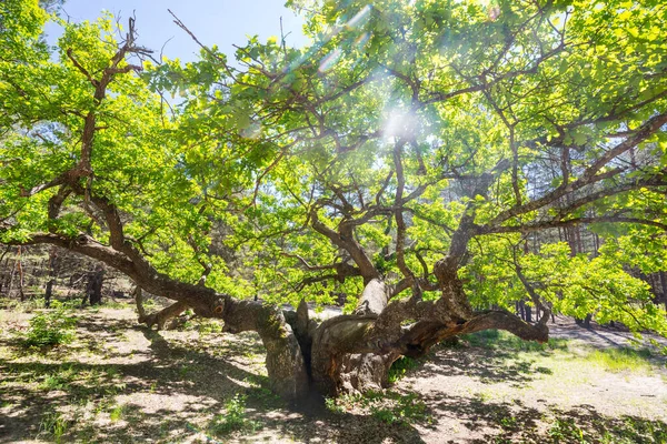 Riesige Eiche Sommerwald — Stockfoto